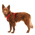 Ruffwear Hundegeschirr Front Rage Harness