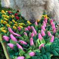 Schnüffelmatte Tulpen
