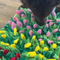 Schnüffelmatte Tulpen