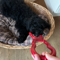 Kong Tug Toy